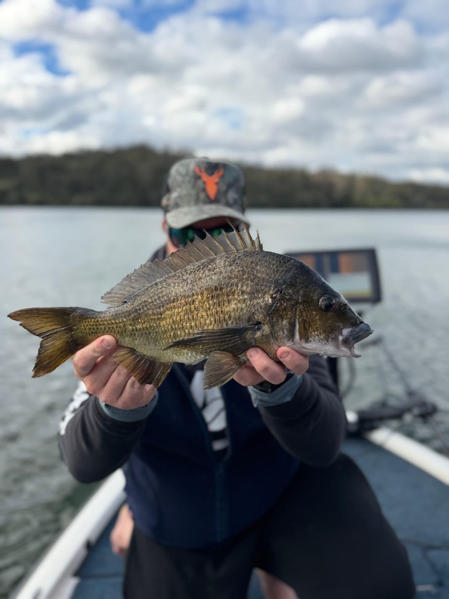 A quality black bream caught on the Mallacoota lake system